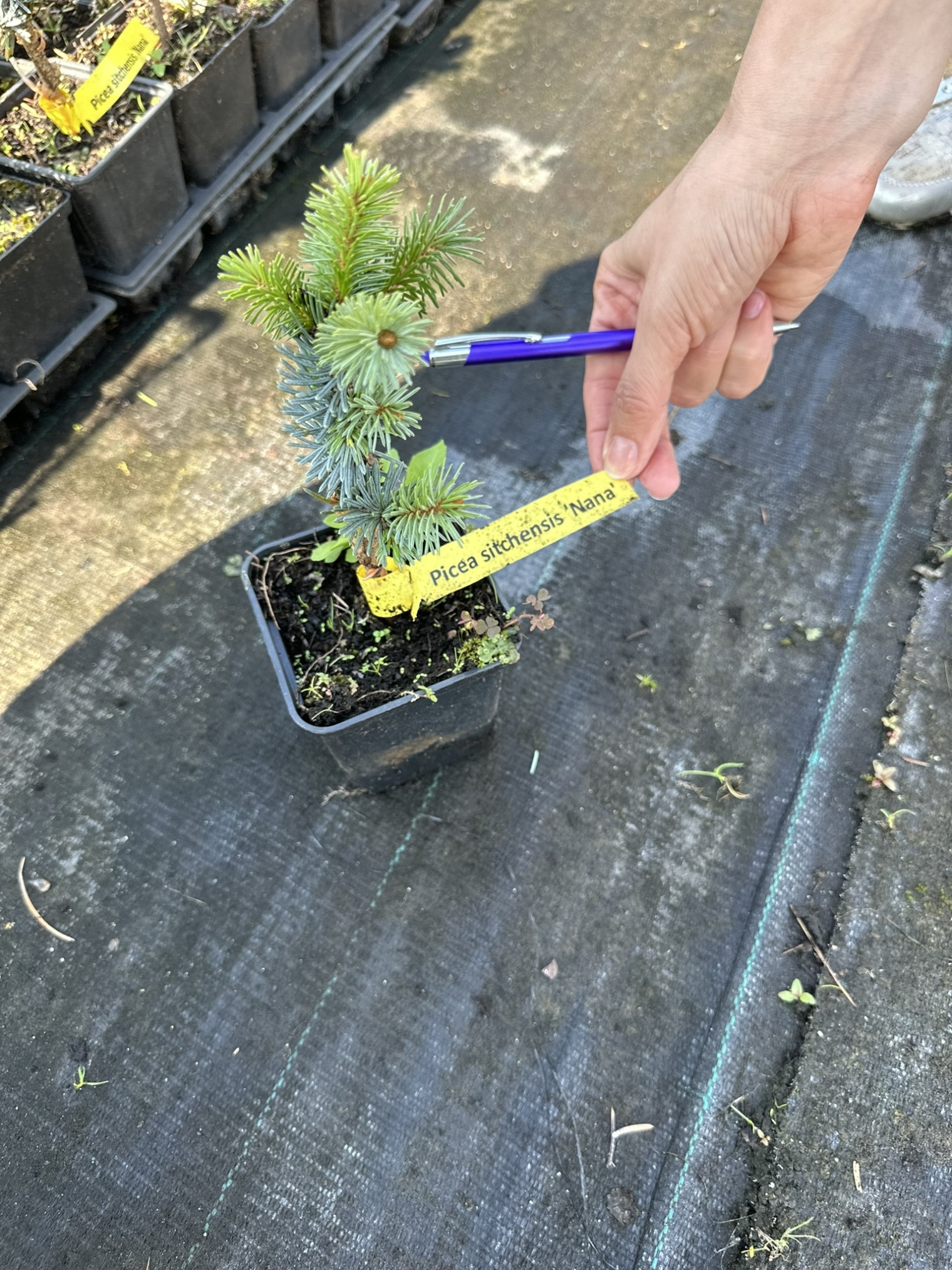 Ель ситхинская Нана